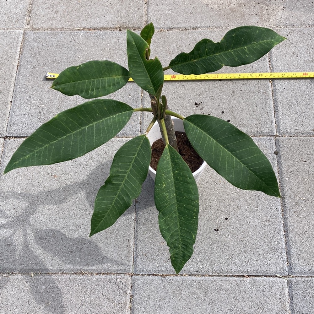 15 inches tall plumeria cutting plant, light pink